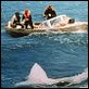Tiburón : photo Steven Spielberg