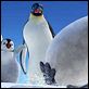 Happy Feet: rompiendo el hielo : photo George Miller