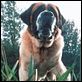 Cujo