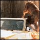 Cujo
