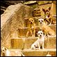 Un chihuahua en Beverly Hills : photo Raja Gosnell