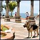 Un chihuahua en Beverly Hills : photo Raja Gosnell
