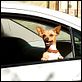 Un chihuahua en Beverly Hills : photo Raja Gosnell