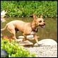 Un chihuahua en Beverly Hills : photo Raja Gosnell