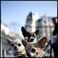 Un chihuahua en Beverly Hills : photo Raja Gosnell
