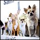 Un chihuahua en Beverly Hills : photo Raja Gosnell