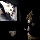 Un chihuahua en Beverly Hills : photo Raja Gosnell