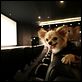 Un chihuahua en Beverly Hills : photo Raja Gosnell