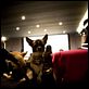 Un chihuahua en Beverly Hills : photo Raja Gosnell