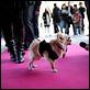 Un chihuahua en Beverly Hills : photo Raja Gosnell