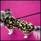 Un chihuahua en Beverly Hills : photo Raja Gosnell