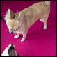 Un chihuahua en Beverly Hills : photo Raja Gosnell
