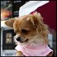 Un chihuahua en Beverly Hills : photo Raja Gosnell