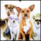 Un chihuahua en Beverly Hills : photo Raja Gosnell