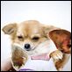 Un chihuahua en Beverly Hills : photo Raja Gosnell