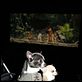 Un chihuahua en Beverly Hills : photo Raja Gosnell