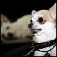 Un chihuahua en Beverly Hills : photo Raja Gosnell