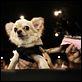 Un chihuahua en Beverly Hills : photo Raja Gosnell