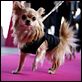 Un chihuahua en Beverly Hills : photo Raja Gosnell