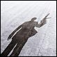 007 Quantum of Solace : poster Daniel Craig, Marc Forster