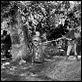 Robin de los Bosques : photo Errol Flynn, Michael Curtiz