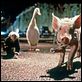 Babe, el cerdito en la ciudad : photo George Miller