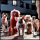 Babe, el cerdito en la ciudad : photo George Miller
