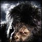 El hombre lobo : photo Benicio Del Toro, Joe Johnston