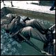 El hombre lobo : photo Benicio Del Toro, Joe Johnston