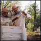 La vida secreta de las abejas