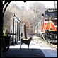Siempre a tu lado. Hachiko : photo Lasse Hallström