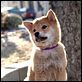 Siempre a tu lado. Hachiko : photo Lasse Hallström
