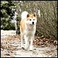Siempre a tu lado. Hachiko : photo Lasse Hallström