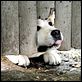 Siempre a tu lado. Hachiko : photo Lasse Hallström
