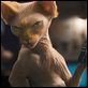 Como perros y gatos: La revancha de Kitty Galore : photo Brad Peyton, Kevin Lima