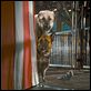 Como perros y gatos: La revancha de Kitty Galore : photo Brad Peyton, Kevin Lima
