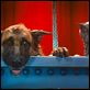 Como perros y gatos: La revancha de Kitty Galore : photo Brad Peyton, Kevin Lima