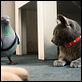 Como perros y gatos: La revancha de Kitty Galore : photo Brad Peyton, Kevin Lima