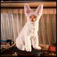 Como perros y gatos: La revancha de Kitty Galore : photo Brad Peyton, Kevin Lima
