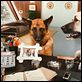 Como perros y gatos: La revancha de Kitty Galore : photo Brad Peyton, Kevin Lima