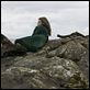 Ondine : photo Neil Jordan