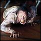 The Walking Dead