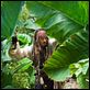 Piratas del Caribe: En mareas misteriosas : photo Johnny Depp, Rob Marshall