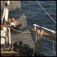 El barco