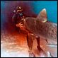 El cazador de tiburones : photo Enzo G. Castellari
