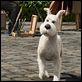 Las aventuras de Tintín: El secreto del unicornio 3D : photo Steven Spielberg