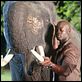White elephant : photo Djimon Hounsou