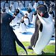 Happy Feet 2 (3D) : photo George Miller