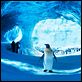 Happy Feet 2 (3D) : photo George Miller