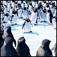 Happy Feet 2 (3D) : photo George Miller